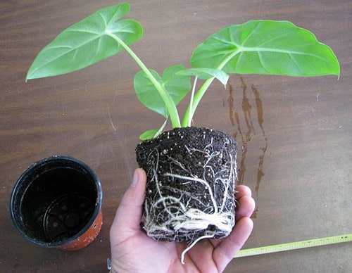 Colocasia gigantea
