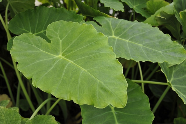 Colocasia gigantea