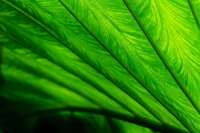 Colocasia gigantea (Colocasia gigantea)