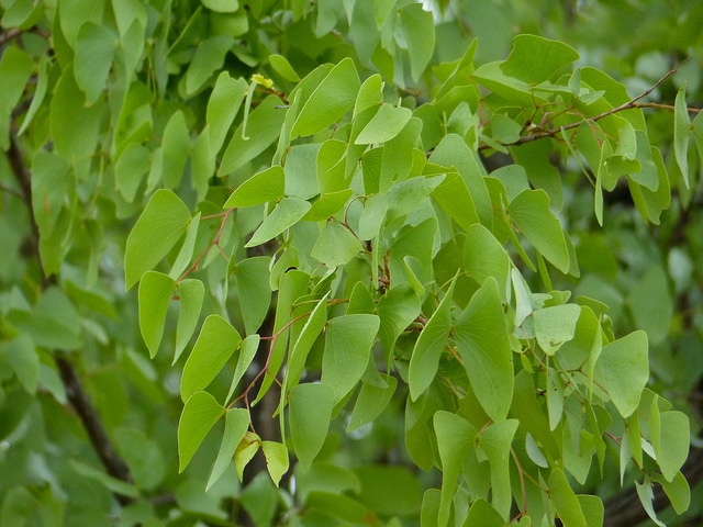 Mopane