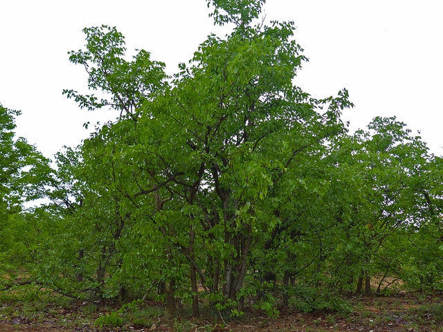 Mopane