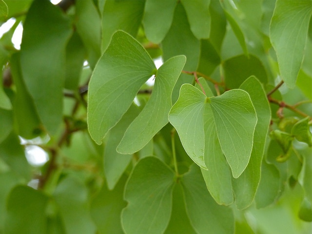 Mopane