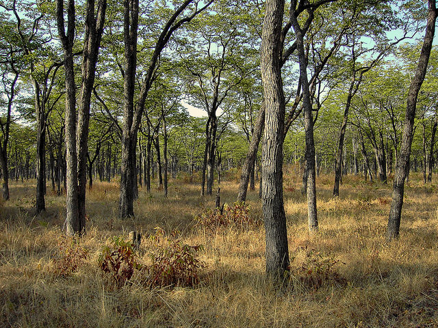 Mopane