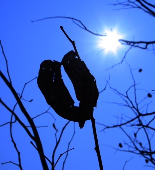 Mopane