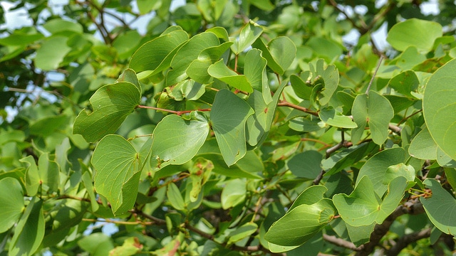 Mopane (Colophospermum mopane)