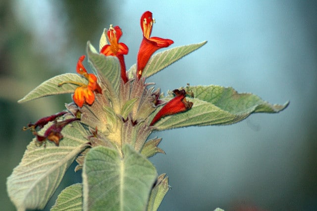 Menthe de l'himalaya