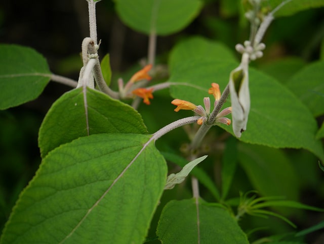 Menthe de l'himalaya