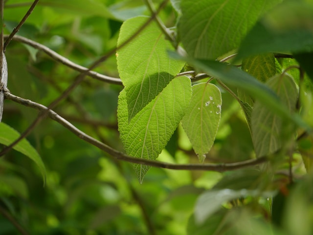 Menthe de l'himalaya