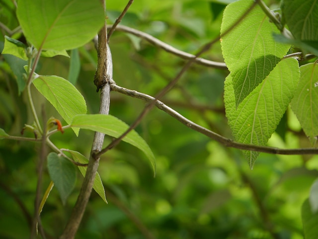 Menthe de l'himalaya