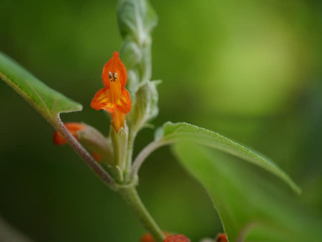 Menthe de l'himalaya