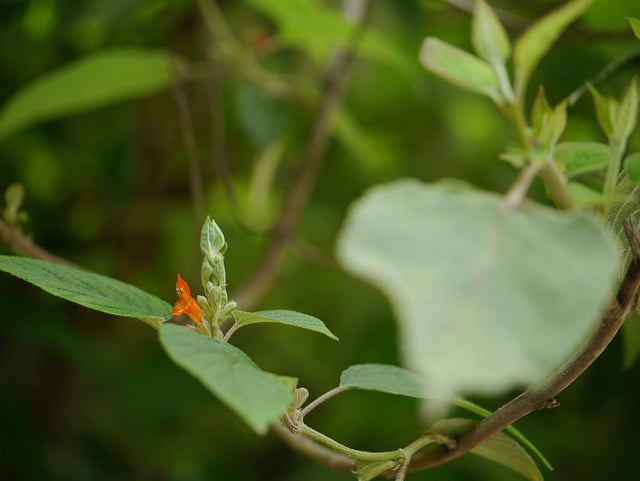 Menthe de l’himalaya (Colquhounia coccinea)
