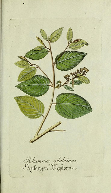 Colubrina arborescens (Colubrina arborescens)