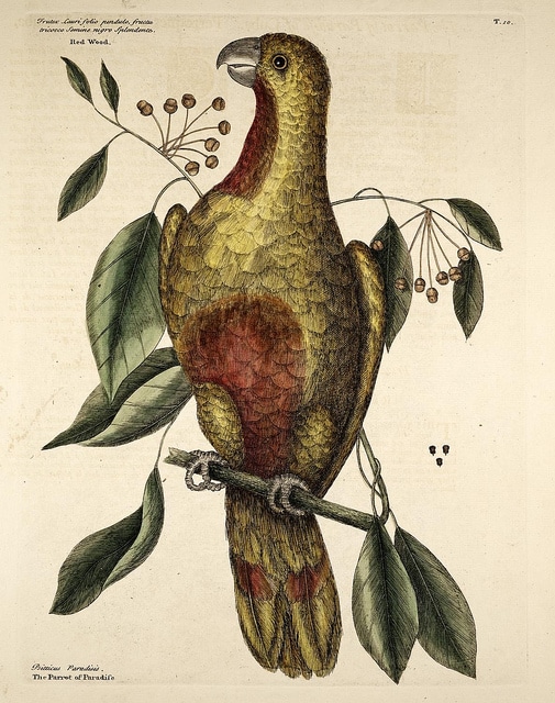 Colubrina elliptica