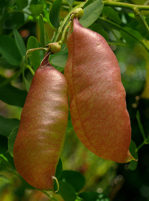 Baguenaudier