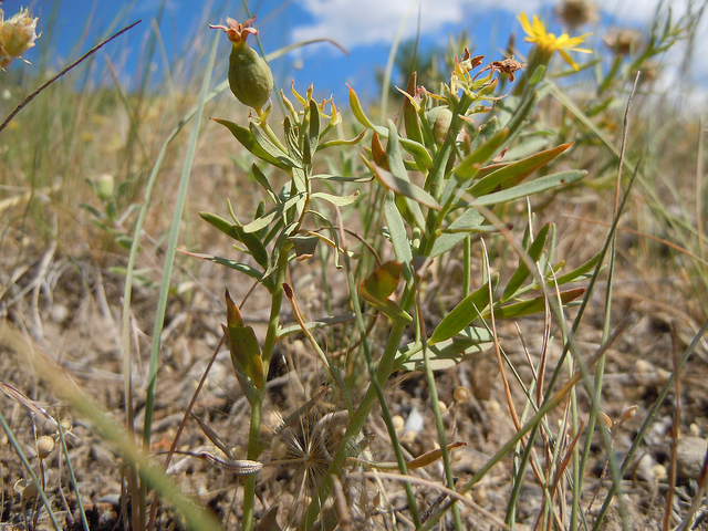 Comandra umbellata