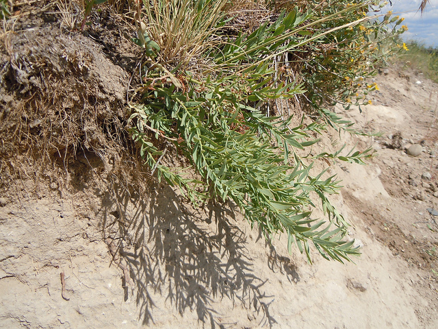 Comandra umbellata