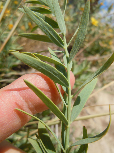 Comandra umbellata