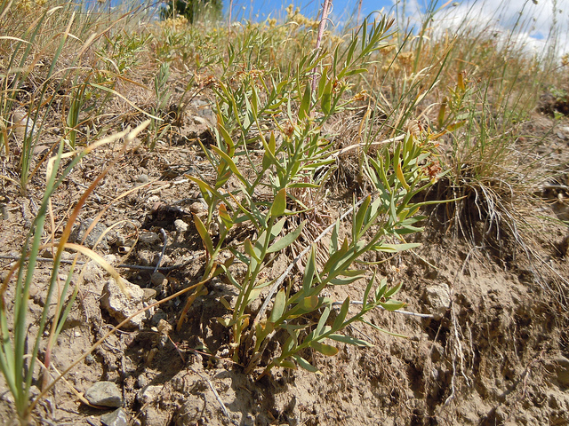 Comandra umbellata