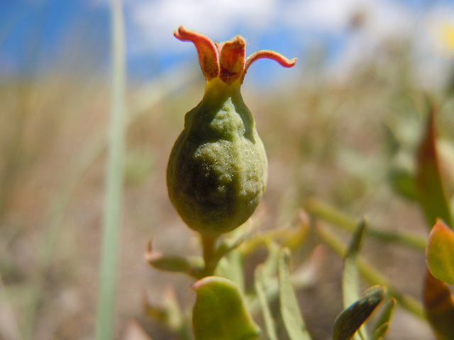 Comandra umbellata