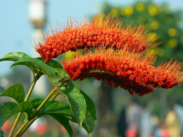 Chigomier (Combretum imberbe)