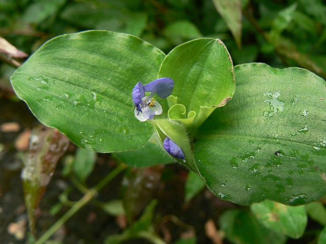 Commélyne du bengale