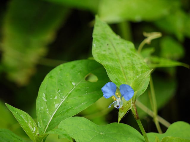Commélyne du bengale (Commelina benghalensis)