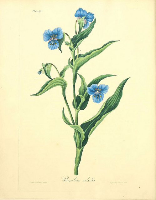 Commelina coelestis (Commelina coelestis)
