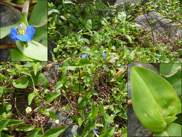 Comméline commune (Commelina communis)