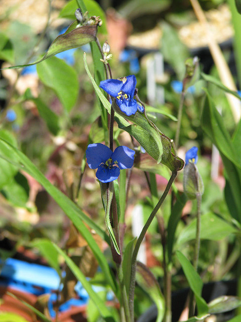 Commelina dianthifolia