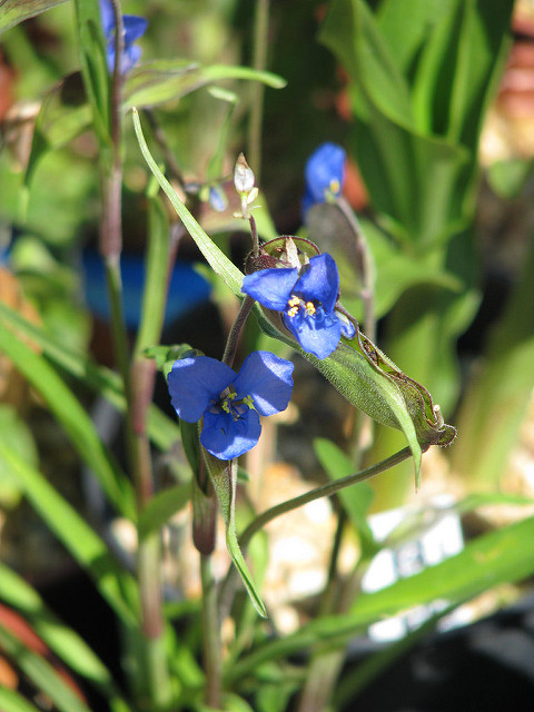 Commelina dianthifolia