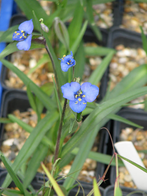 Commelina dianthifolia