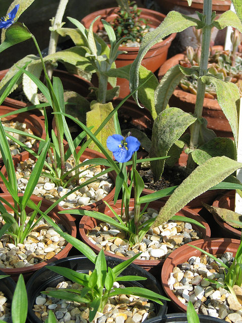 Commelina dianthifolia