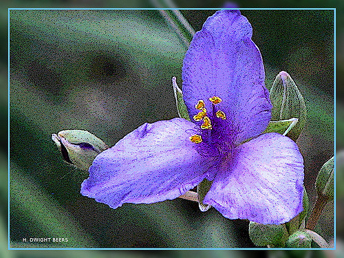 Commelina dianthifolia