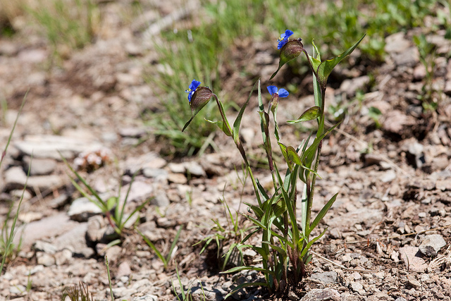 Commelina dianthifolia (Commelina dianthifolia)