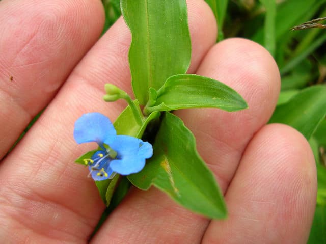 Commelina diffusa