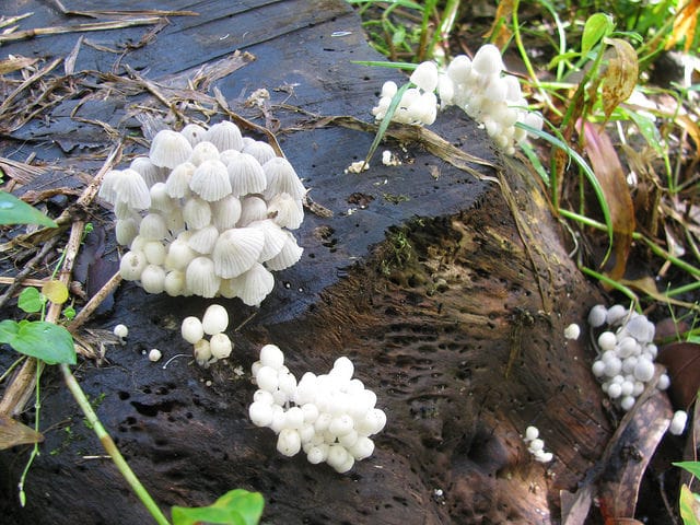 Commelina diffusa