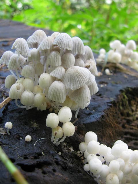 Commelina diffusa