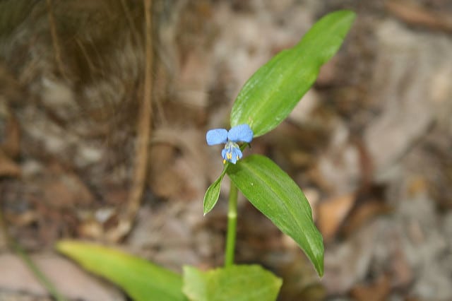 Commelina diffusa