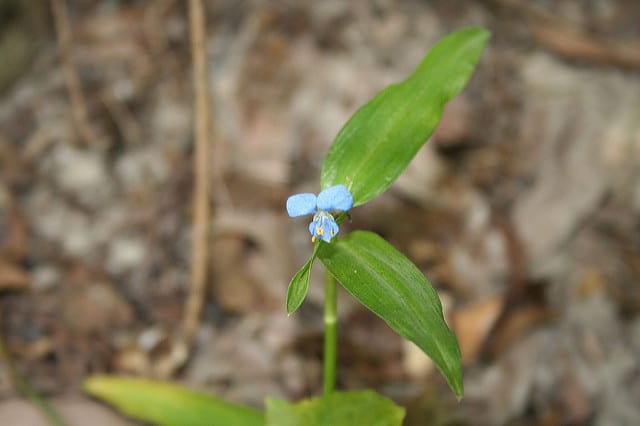 Commelina diffusa