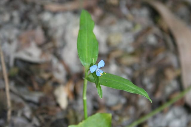 Commelina diffusa