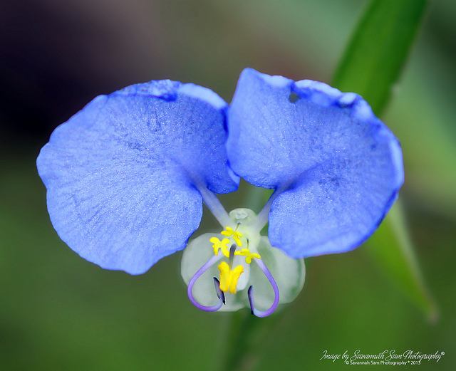 Commelina erecta (Commelina erecta)