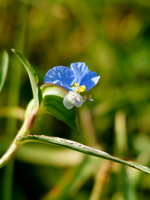 Commelina erecta