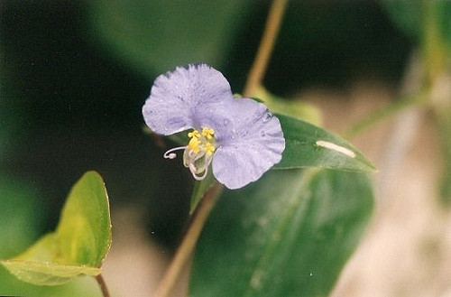 Commelina erecta