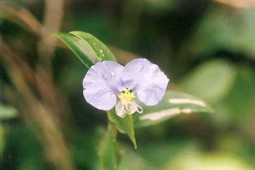 Commelina erecta