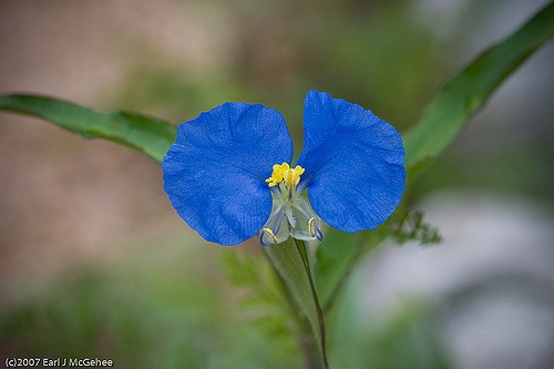 Commelina erecta