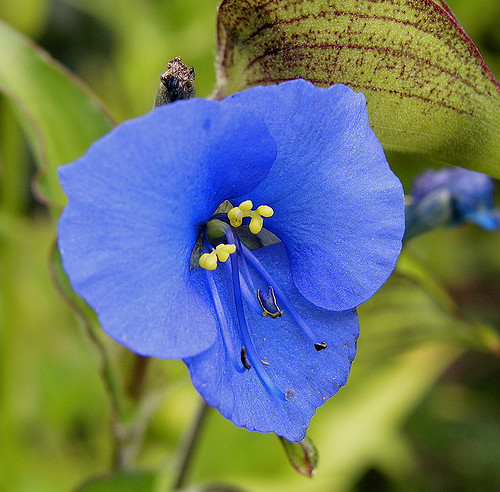 Comméline (Commelina tuberosa)