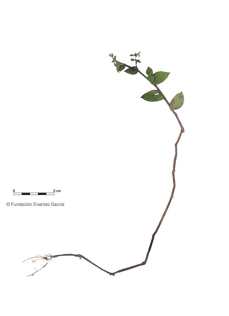 Commelina virginica