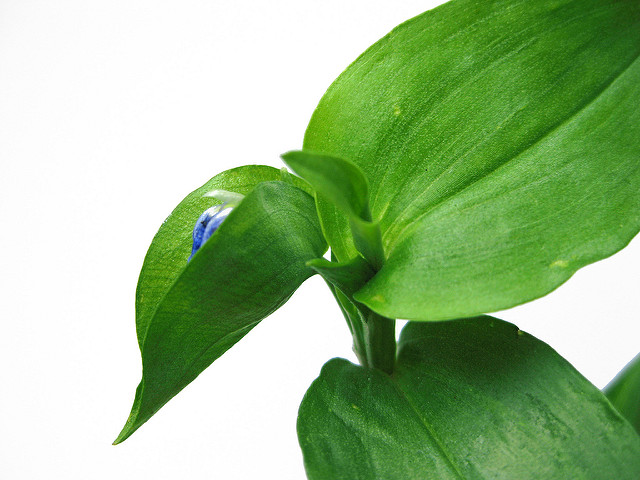 Commelina virginica