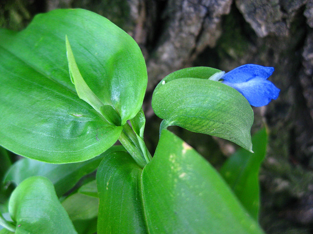 Commelina virginica