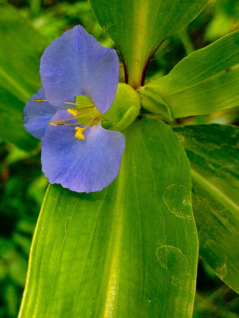 Commelina virginica